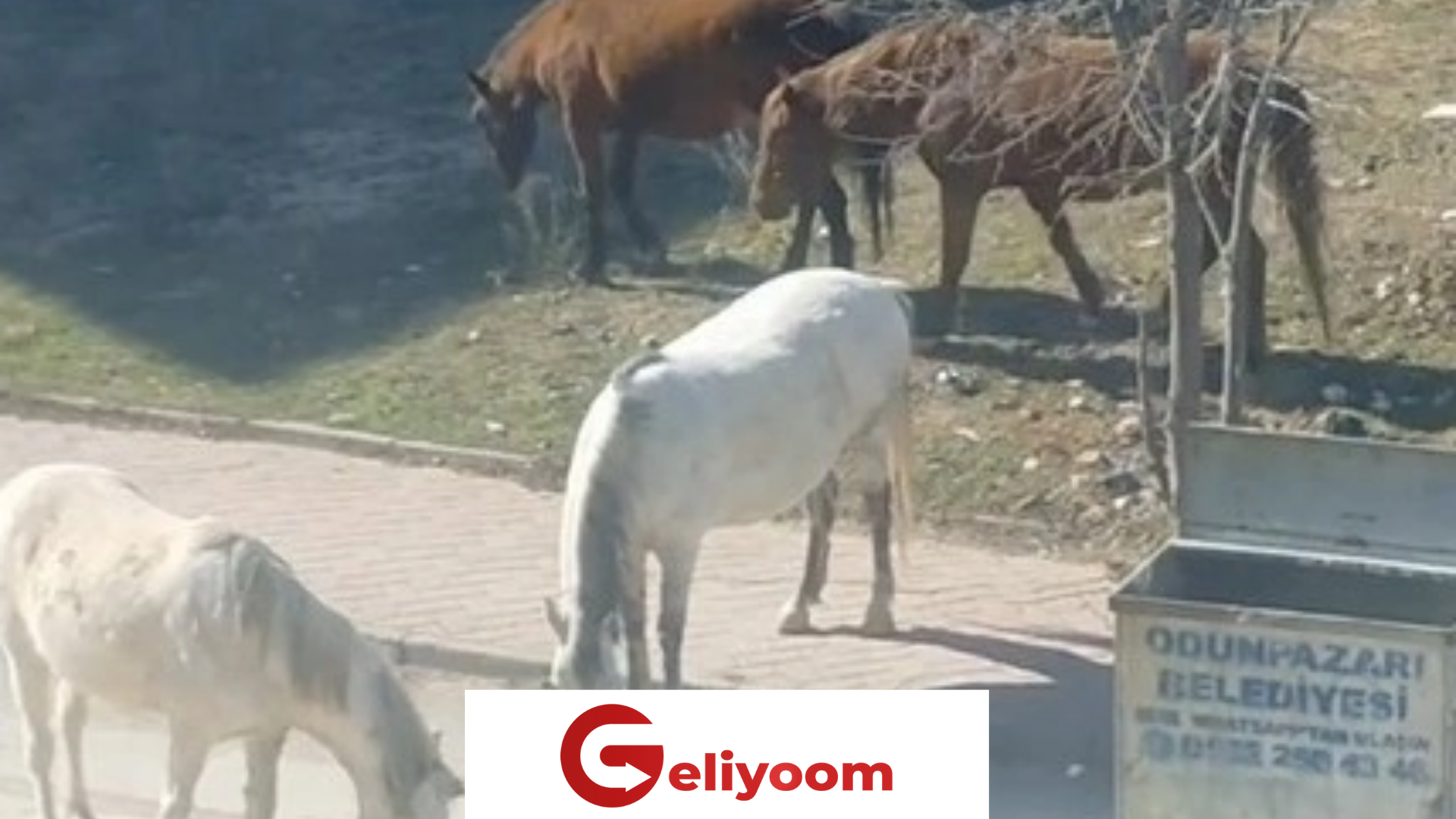 Eskişehir’de Başıboş Atlar Çevrede Dolaşıyor