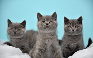 British Shorthair Kedileri Nedir?