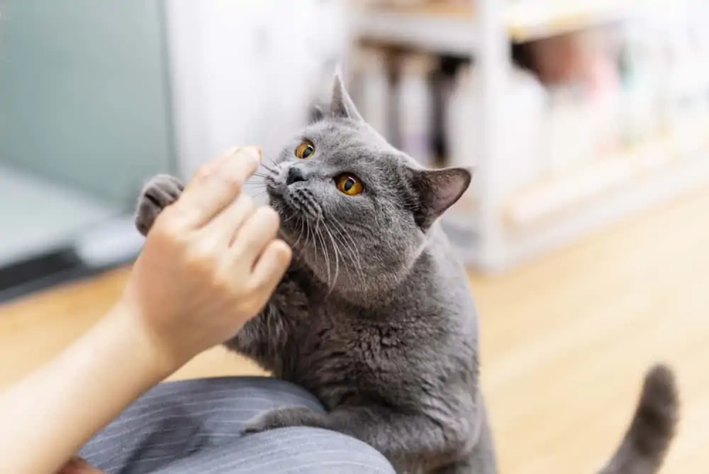 British Shorthair Kedilerinin Bakımı İçin İpuçları