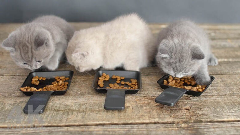 British Shorthair Kedilerinin Beslenme İhtiyaçları