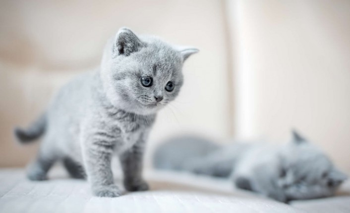 British Shorthair Kedilerinin Sağlık Sorunları ve Bakımı
