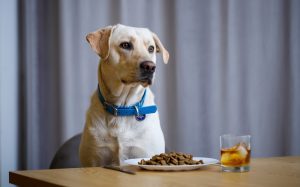 Köpeğim Yemek Yemiyor Su İçmiyor