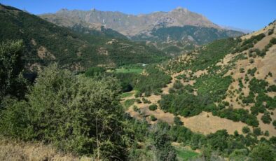 HAKKARİ