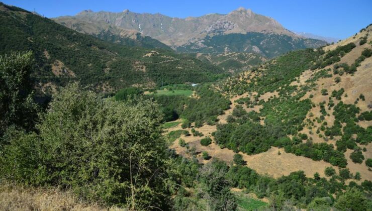 HAKKARİ