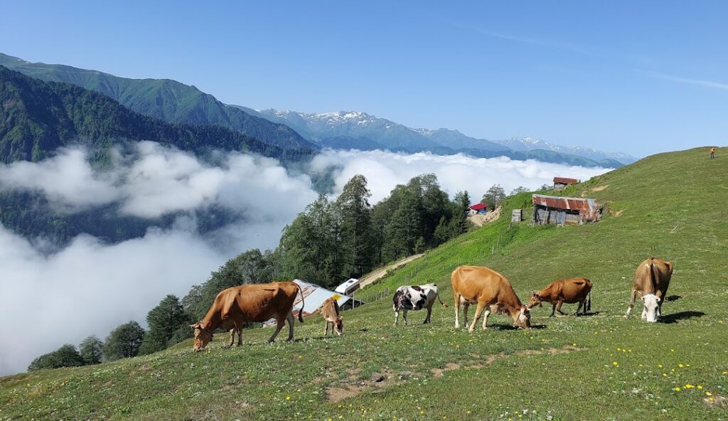 Rize'de Gezilecek Yerler